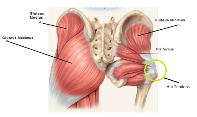 Hip Pain Location Diagram